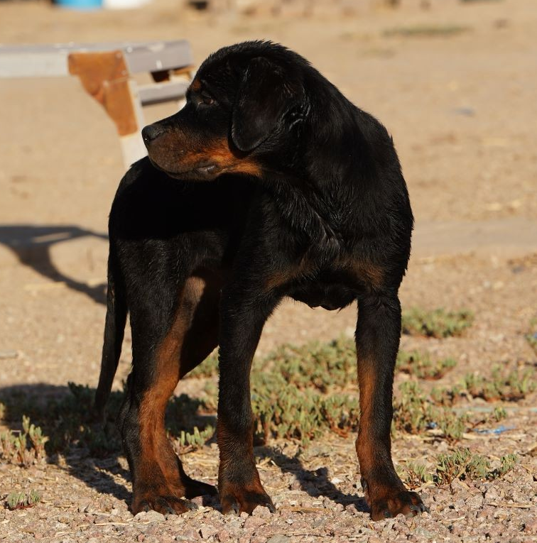 rottweiler