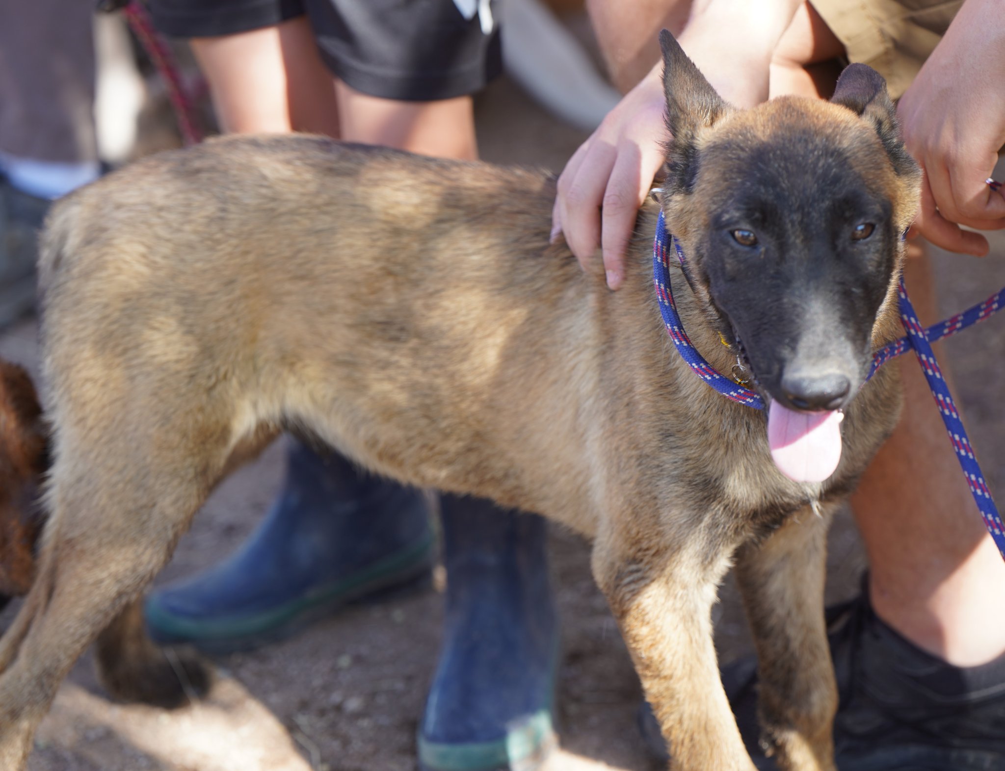 Akc Belgian Malinois Puppies For Sale