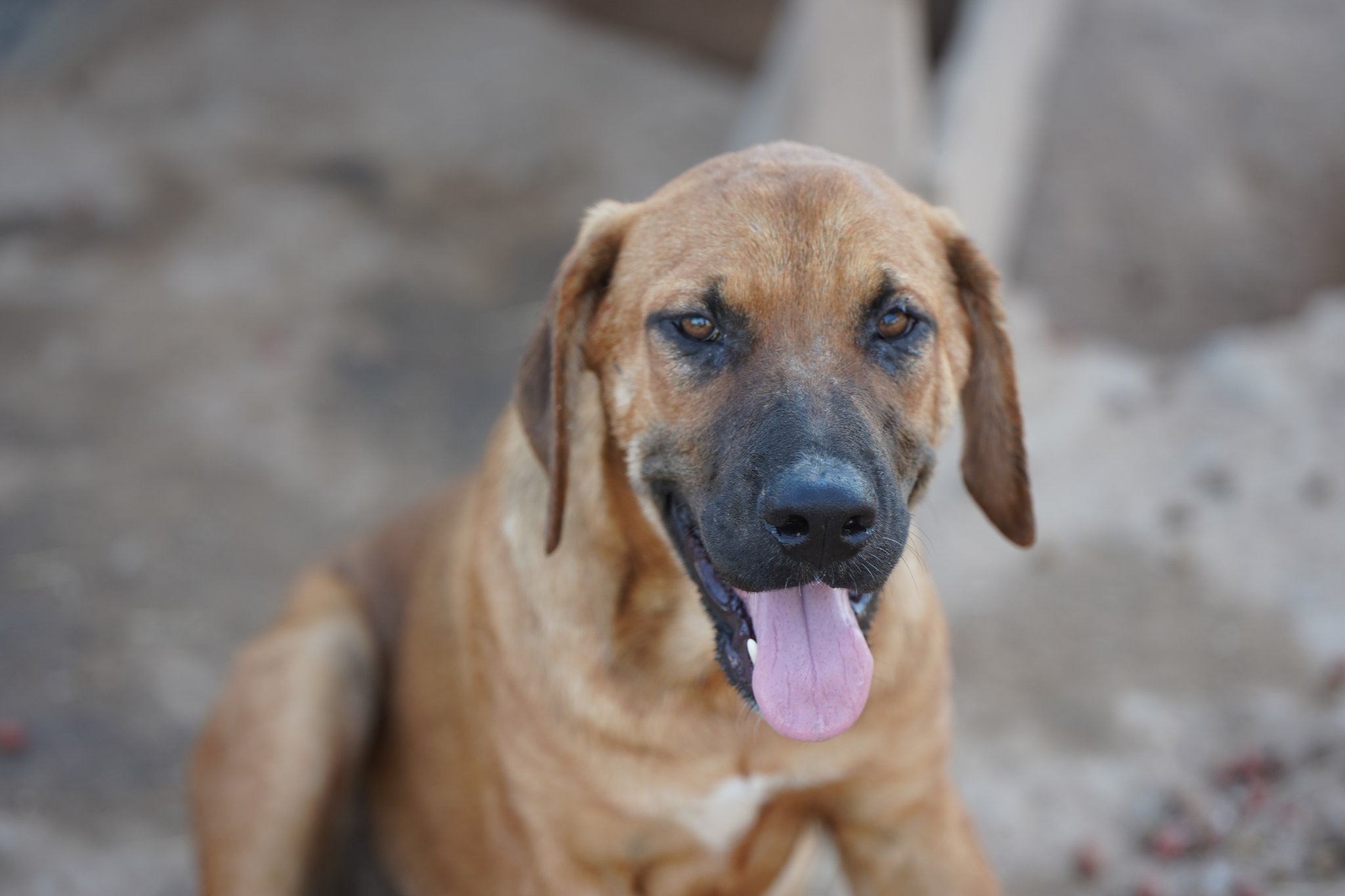 American Bandogge Mastiff