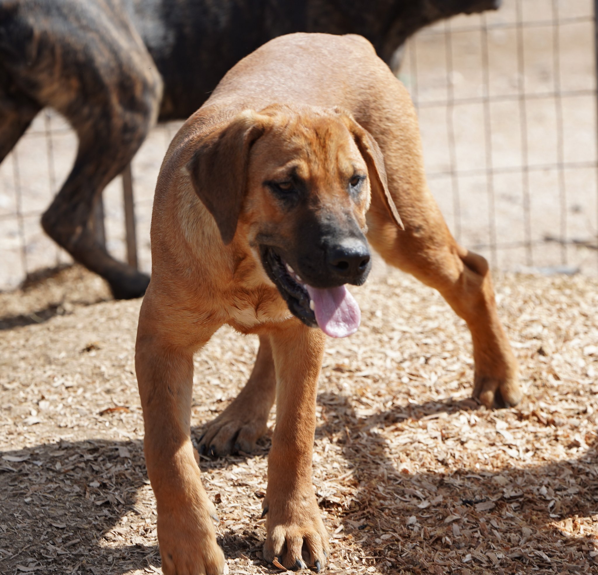 American Bandogge Mastiff