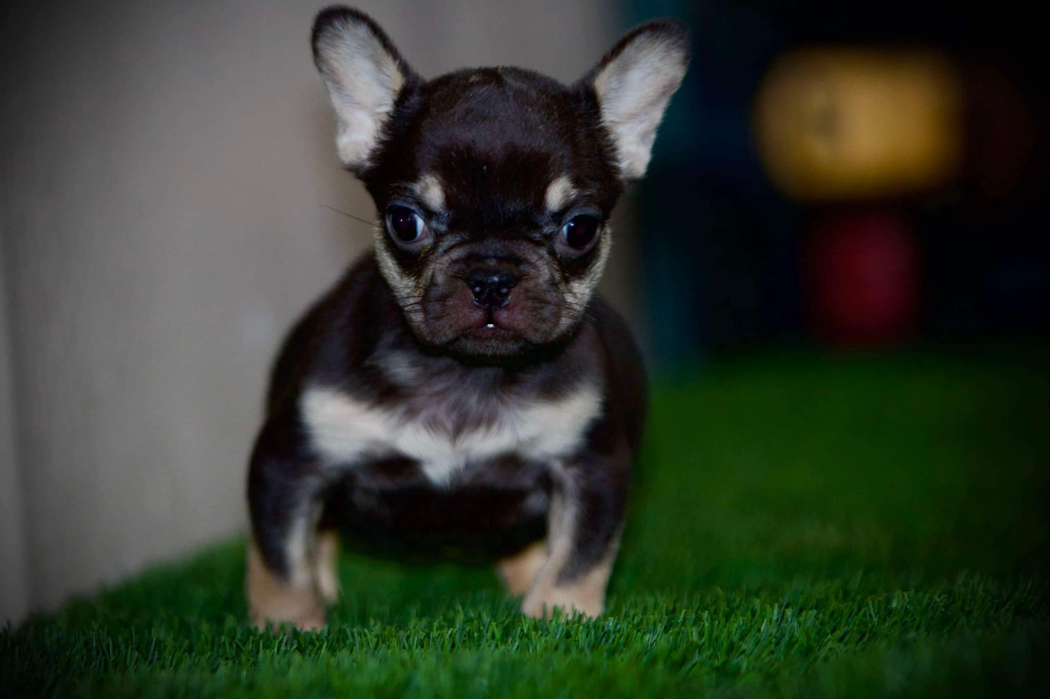 French Bulldog