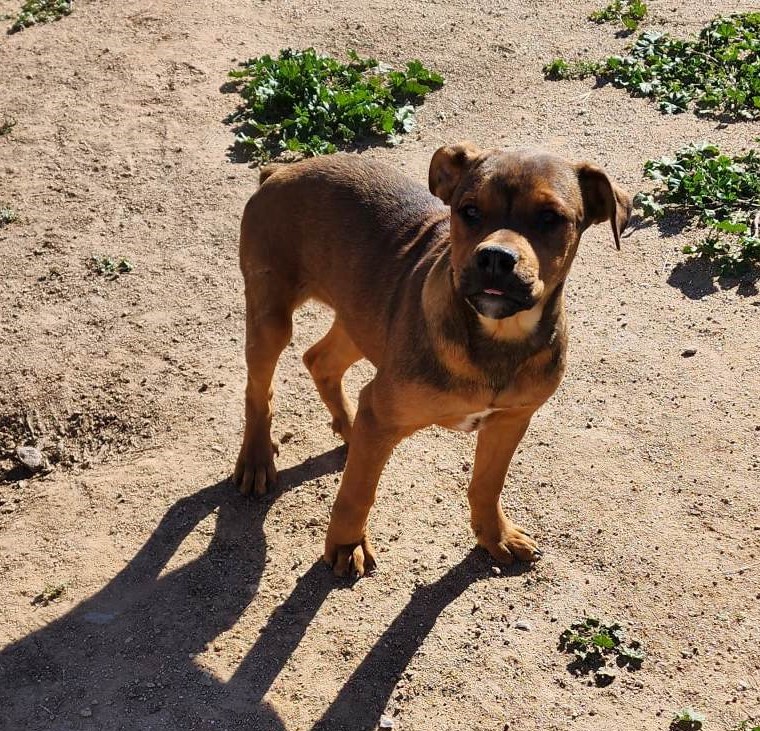 American Bandogge Mastiff