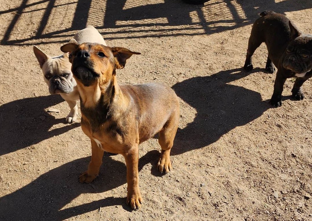 American Bandogge Mastiff