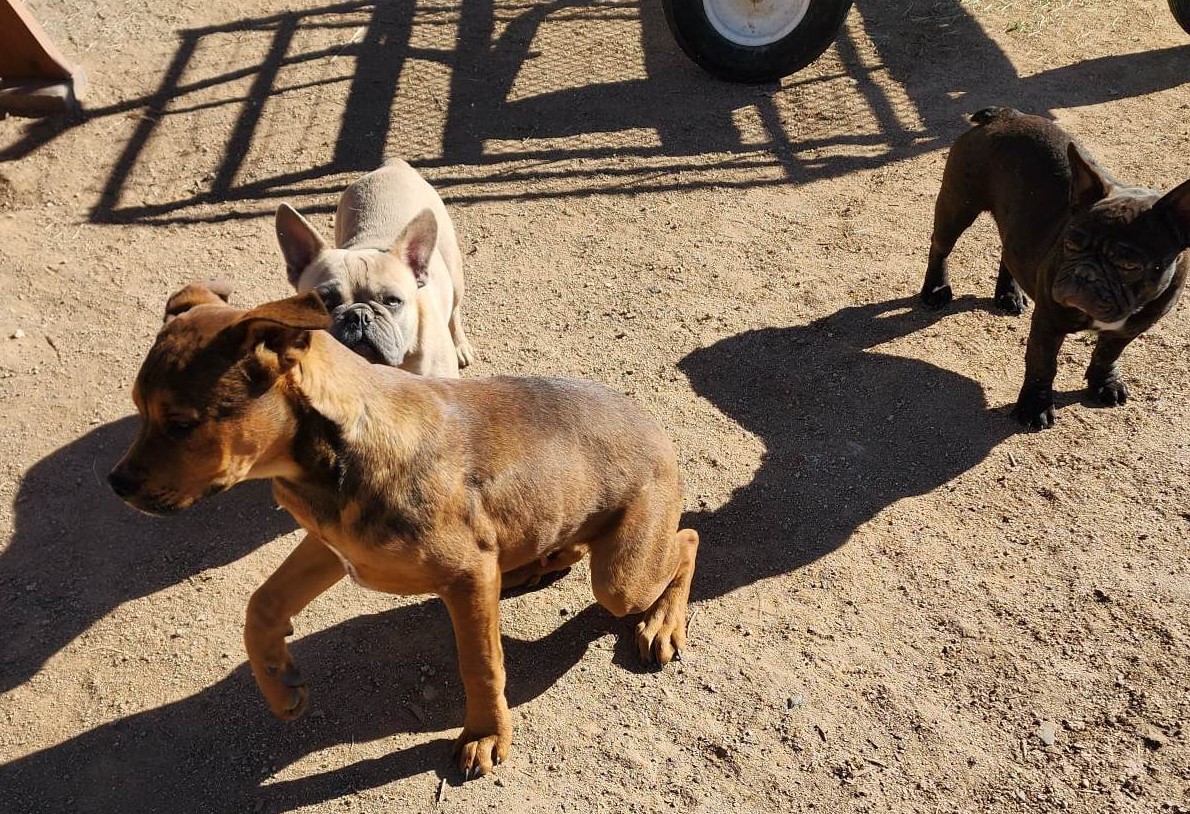 American Bandogge Mastiff