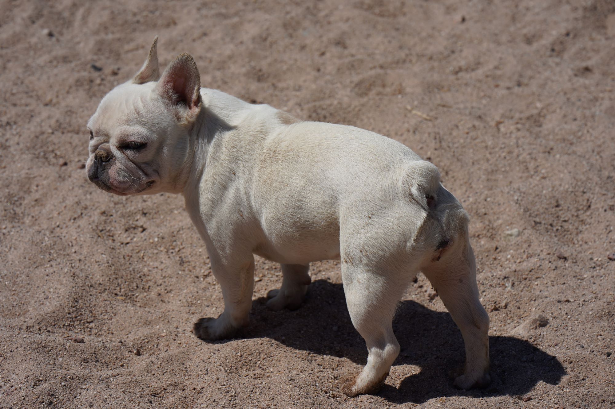 French Bulldog