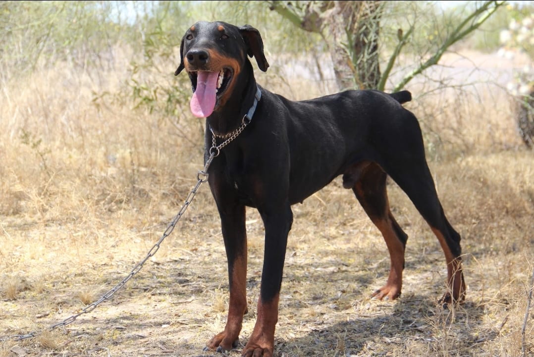 doberman