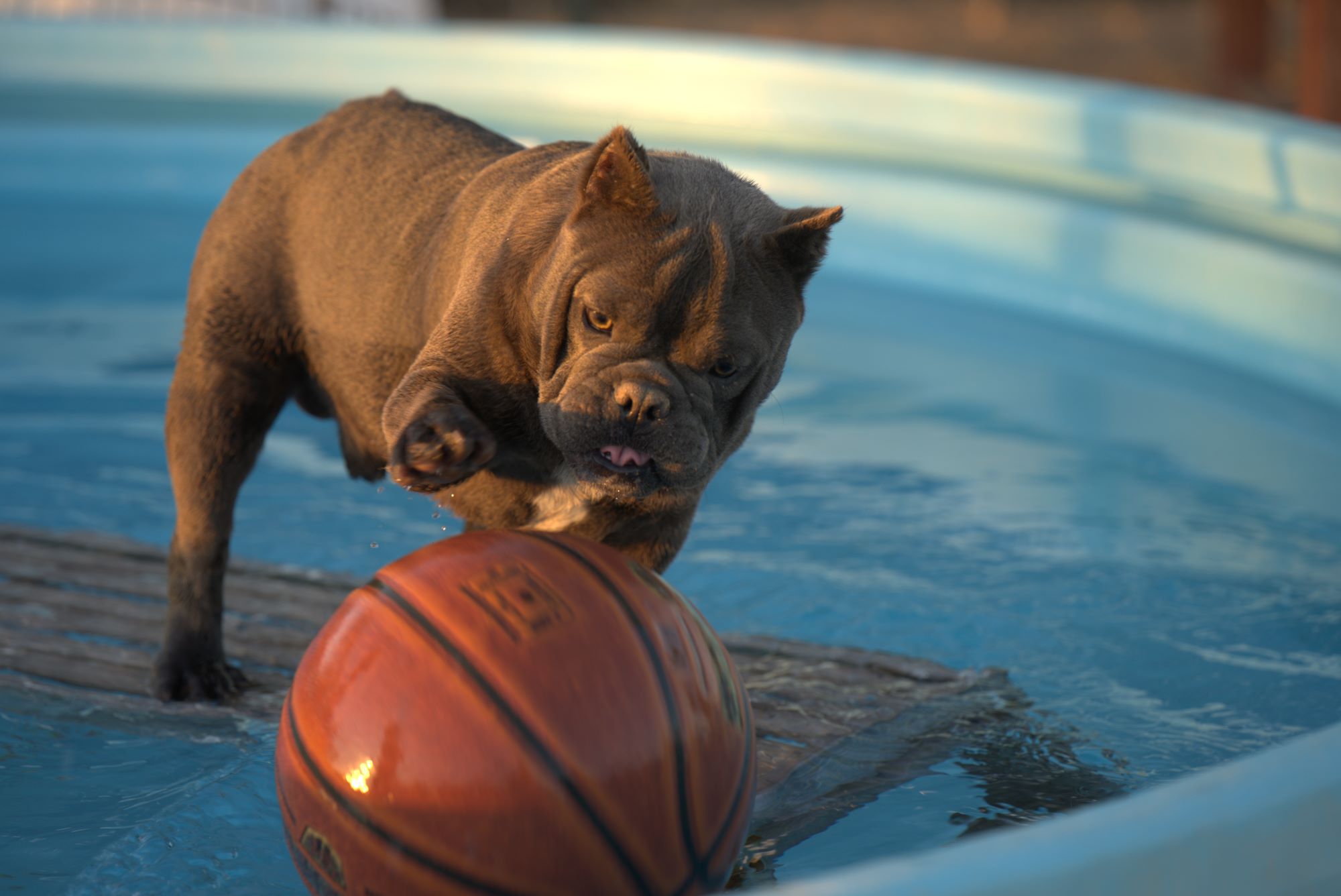 micro exotic bulldog