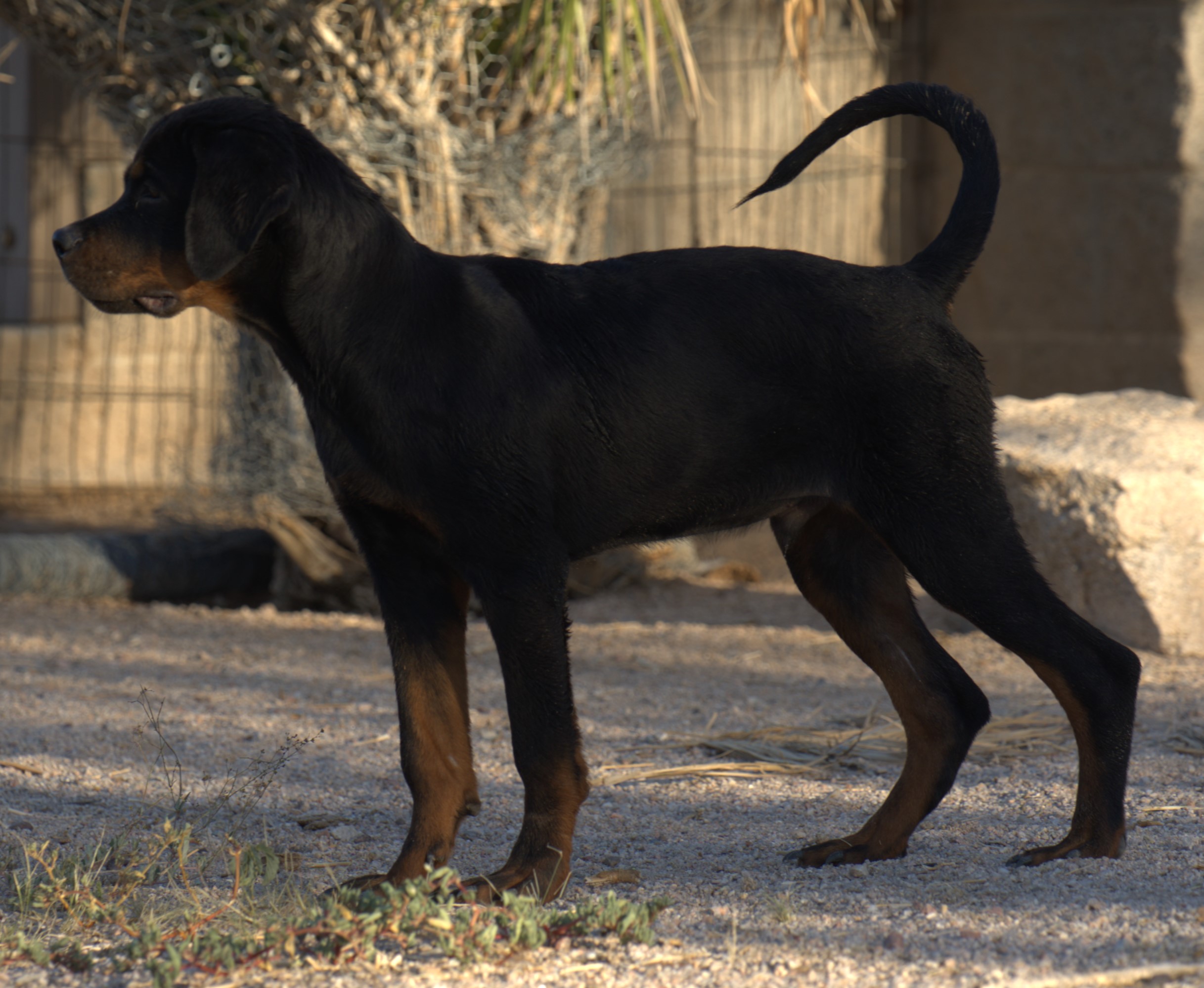 rottweiler