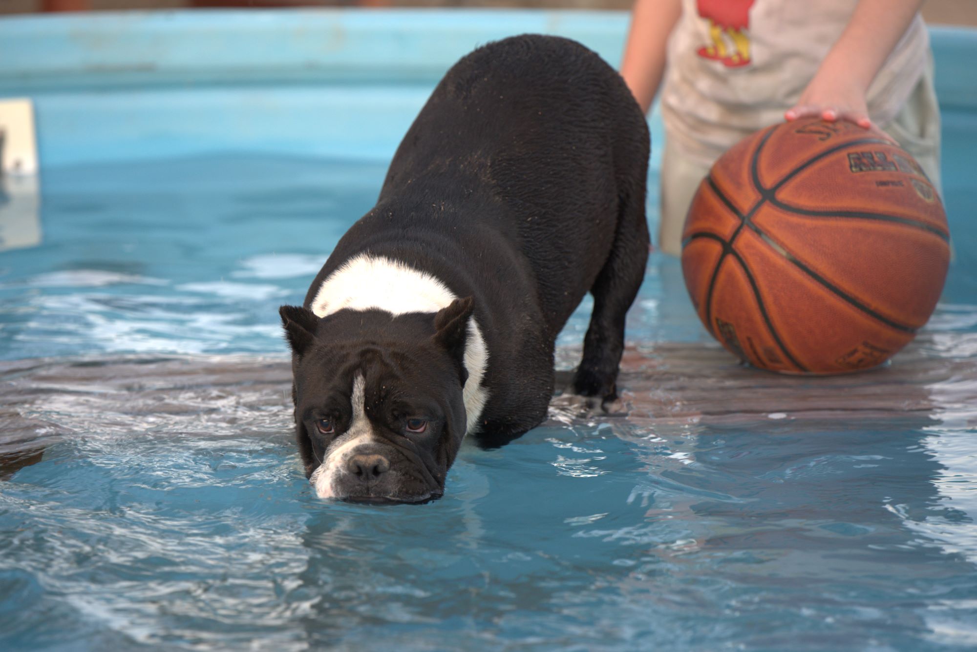 micro exotic bulldog