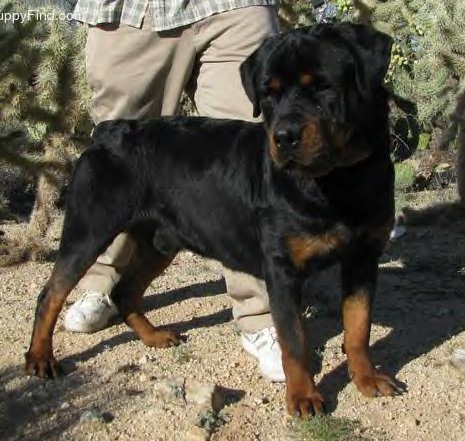 Cane Rottweiler