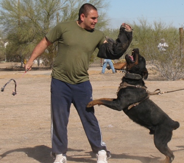 rottweiler police dog training