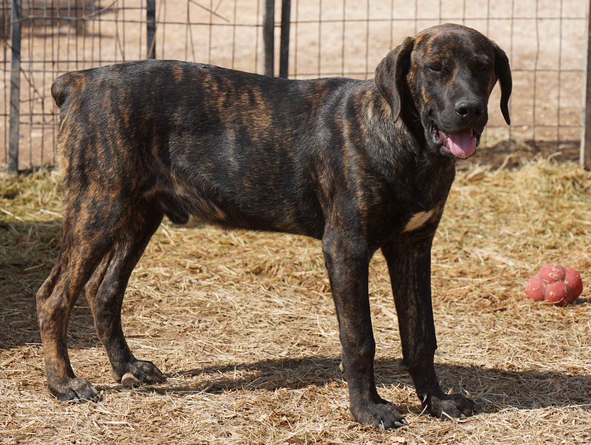 American Bandogge Mastiff