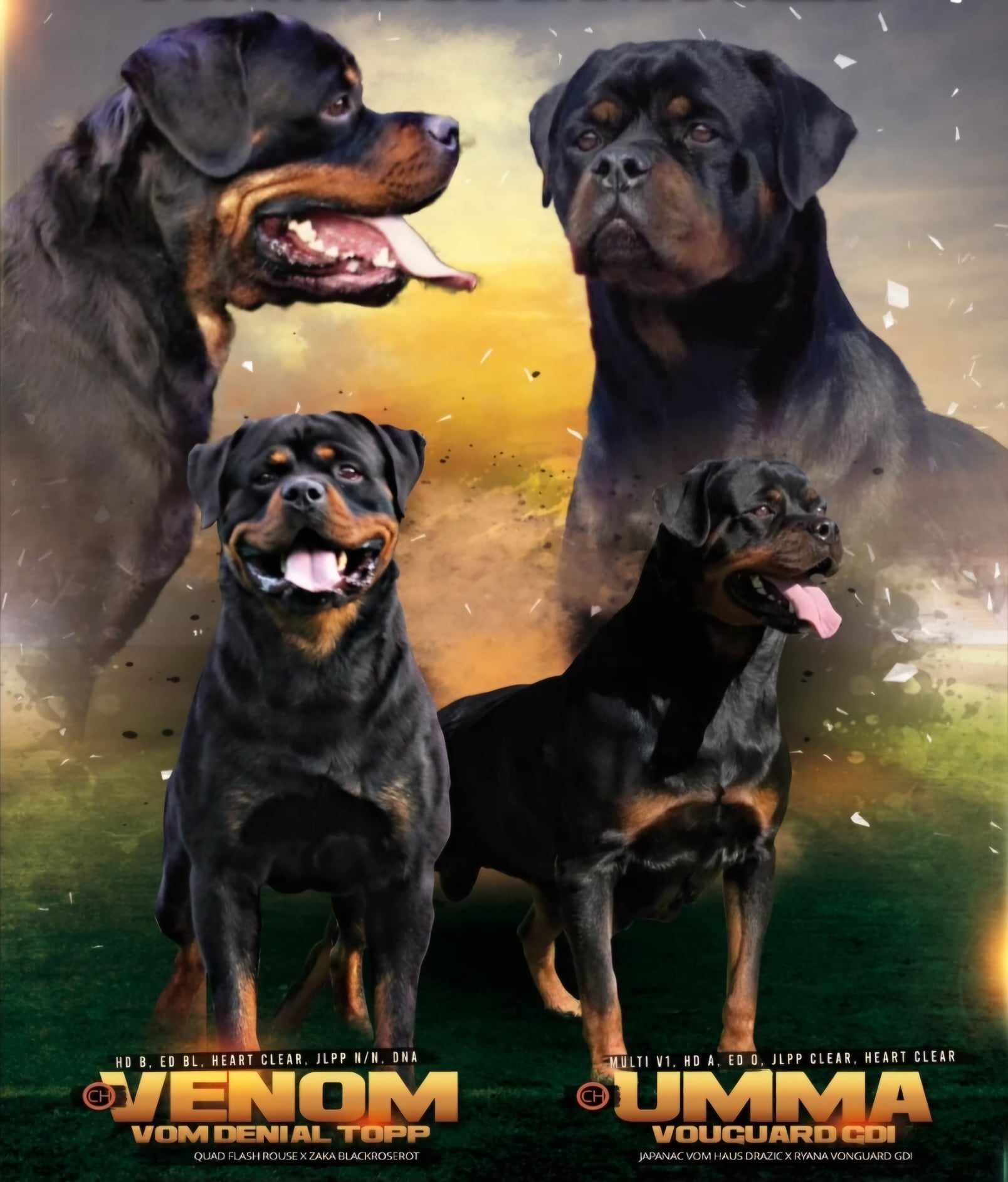 rottweiler