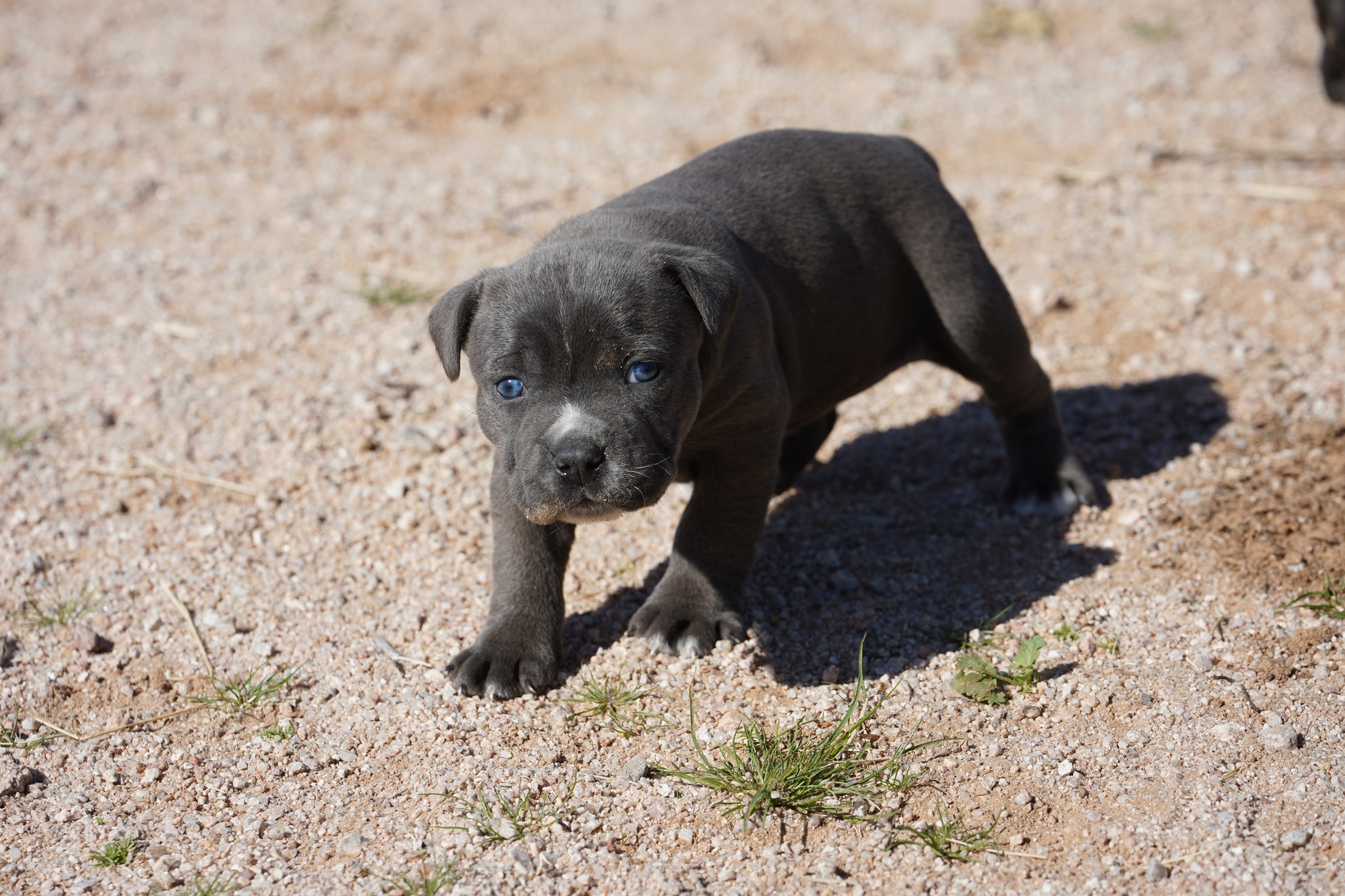 American Bandogge Mastiff