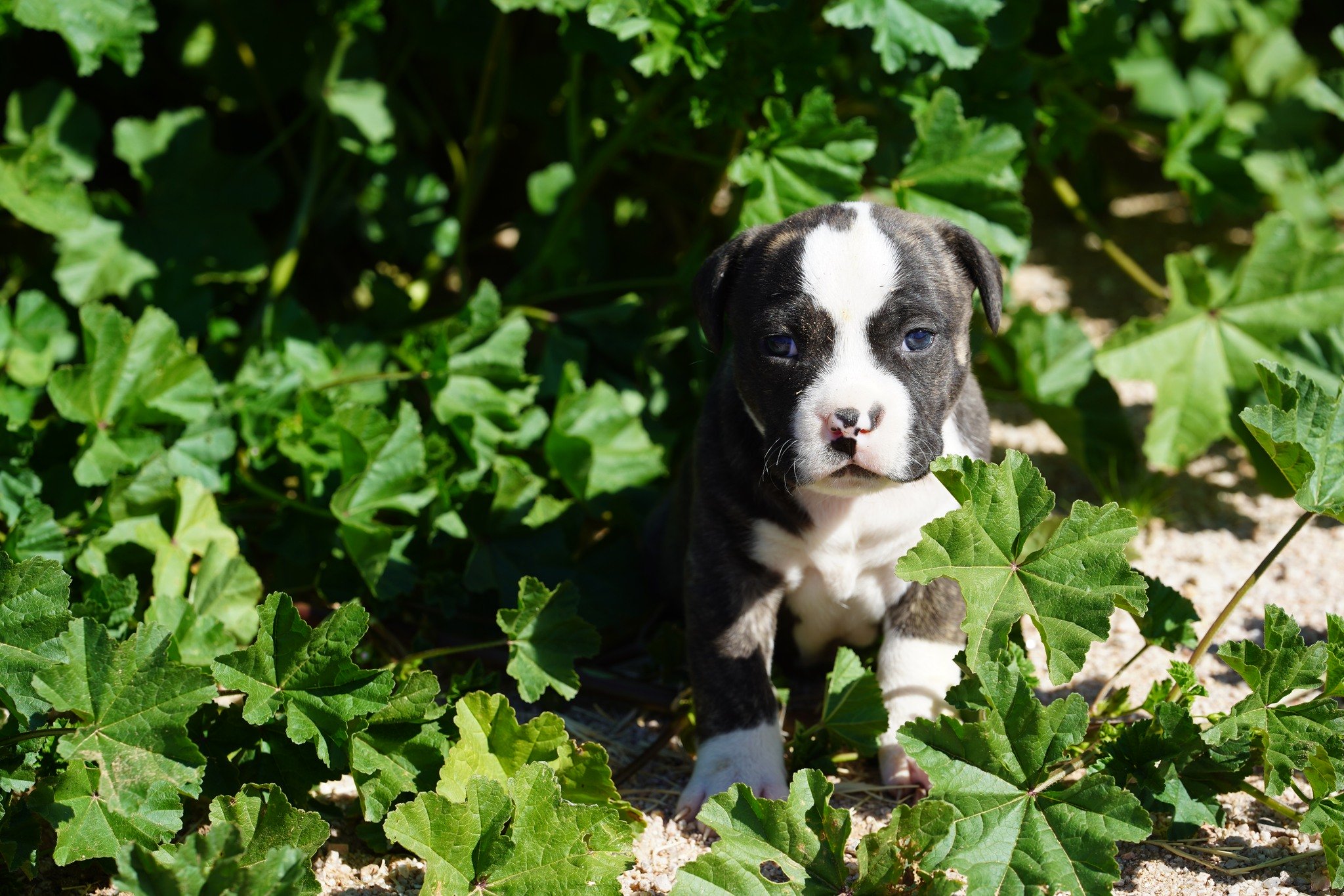 American Bandogge Mastiff