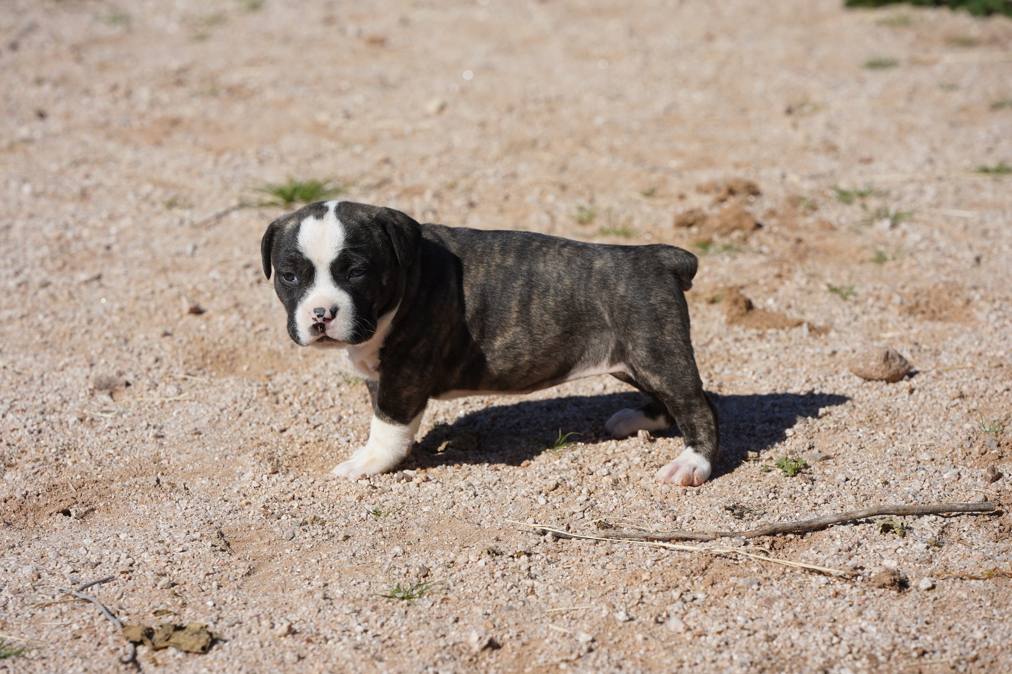 American Bandogge Mastiff