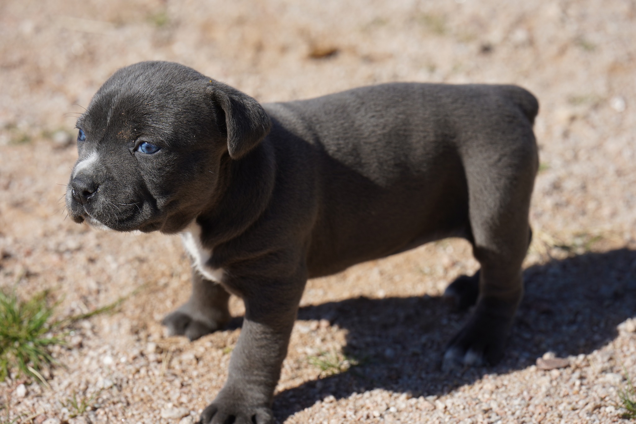 American Bandogge Mastiff